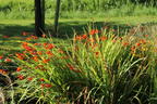 Montbretie 'Emily McKenzie' - Crocosmia x crocosmiiflora 'Emily McKenzie'