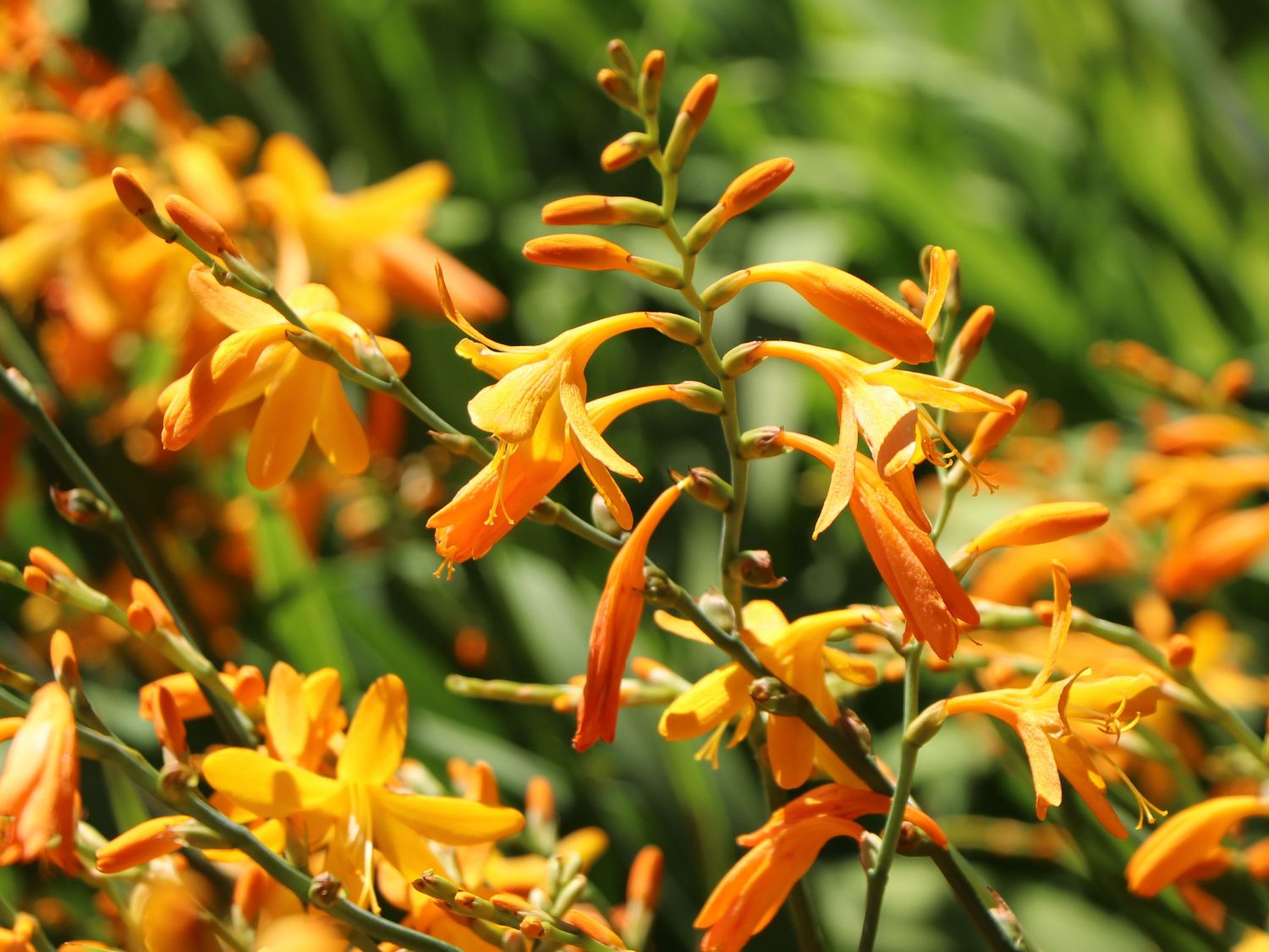 Montbretie 'George Davidson' - Crocosmia x crocosmiiflora 'George Davidson'