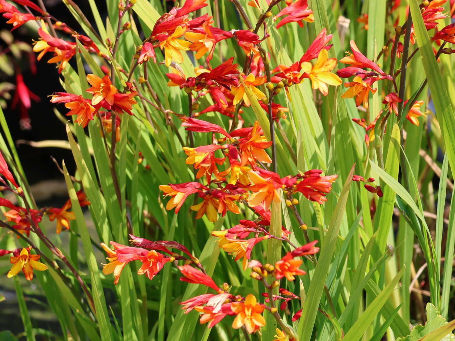 Montbretie 'HARLEQUIN' ®