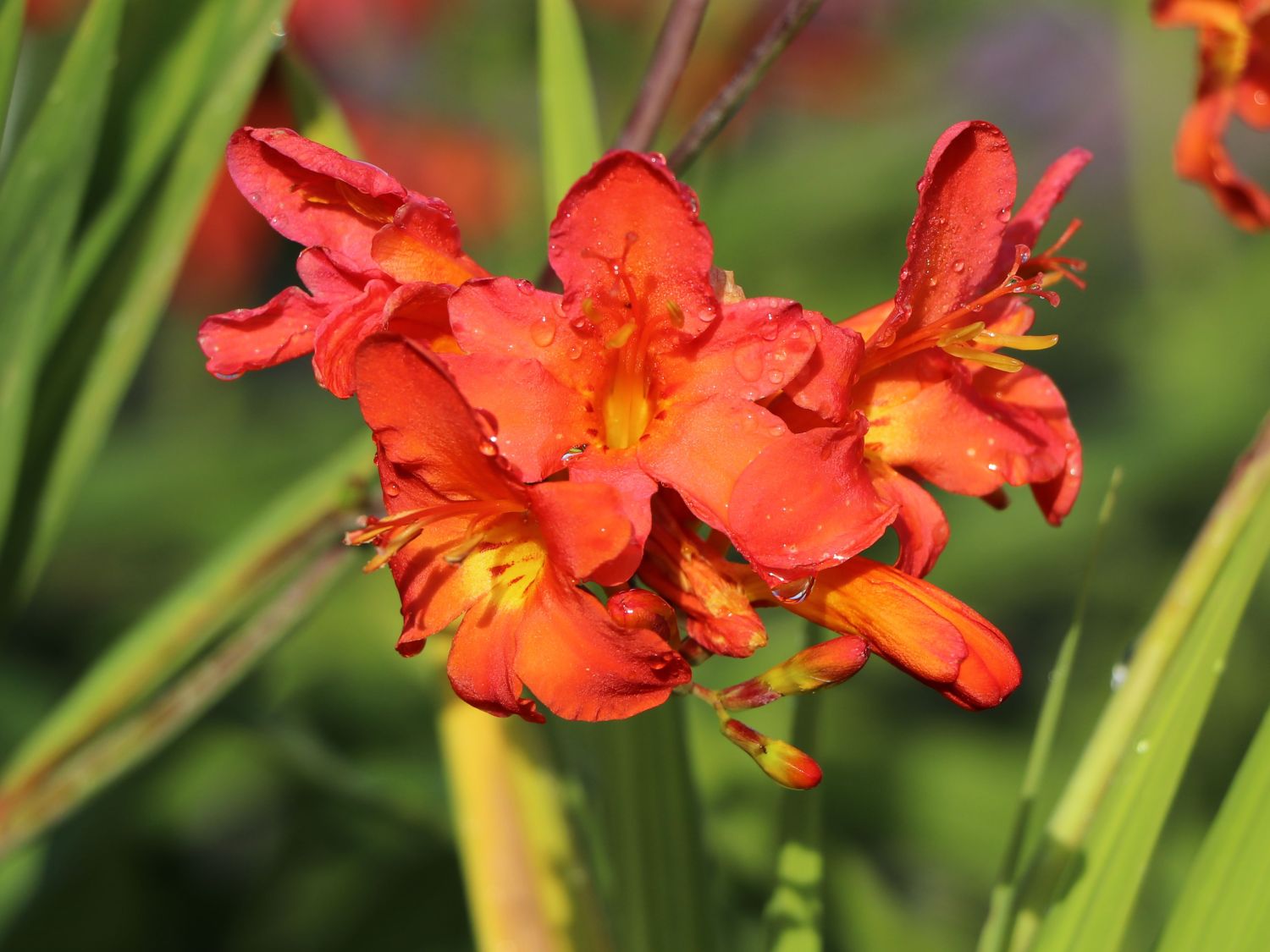 Montbretie 'Limpopo' - Crocosmia x crocosmiiflora 'Limpopo'