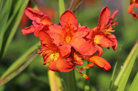Montbretie 'Limpopo' - Crocosmia x crocosmiiflora 'Limpopo'