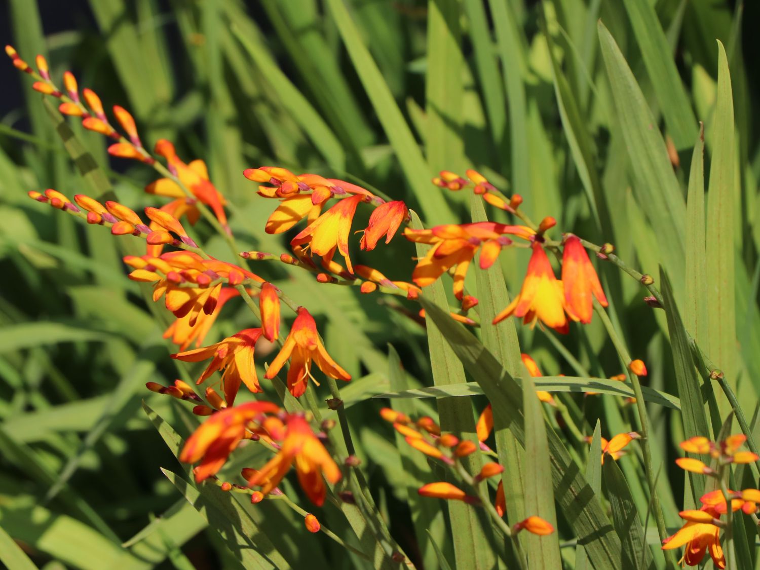 Montbretie 'Meteor' - Crocosmia x crocosmiiflora 'Meteor'