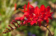 Montbretie 'Red King'