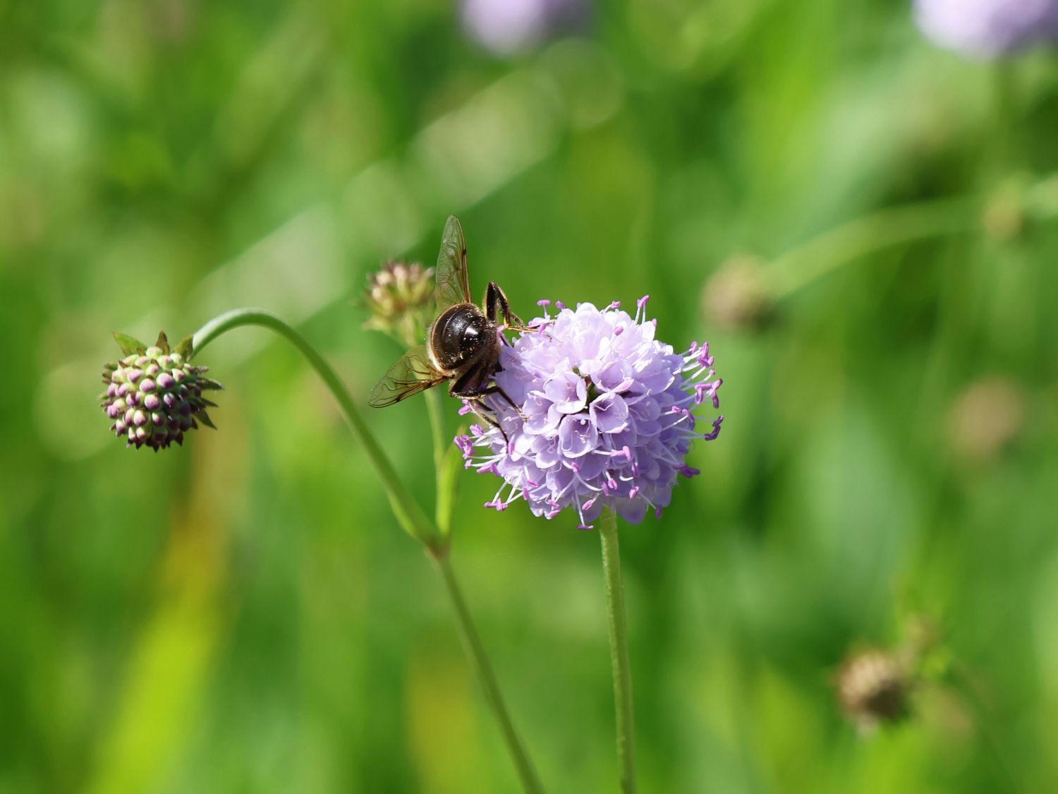 Succisella (Succisella)