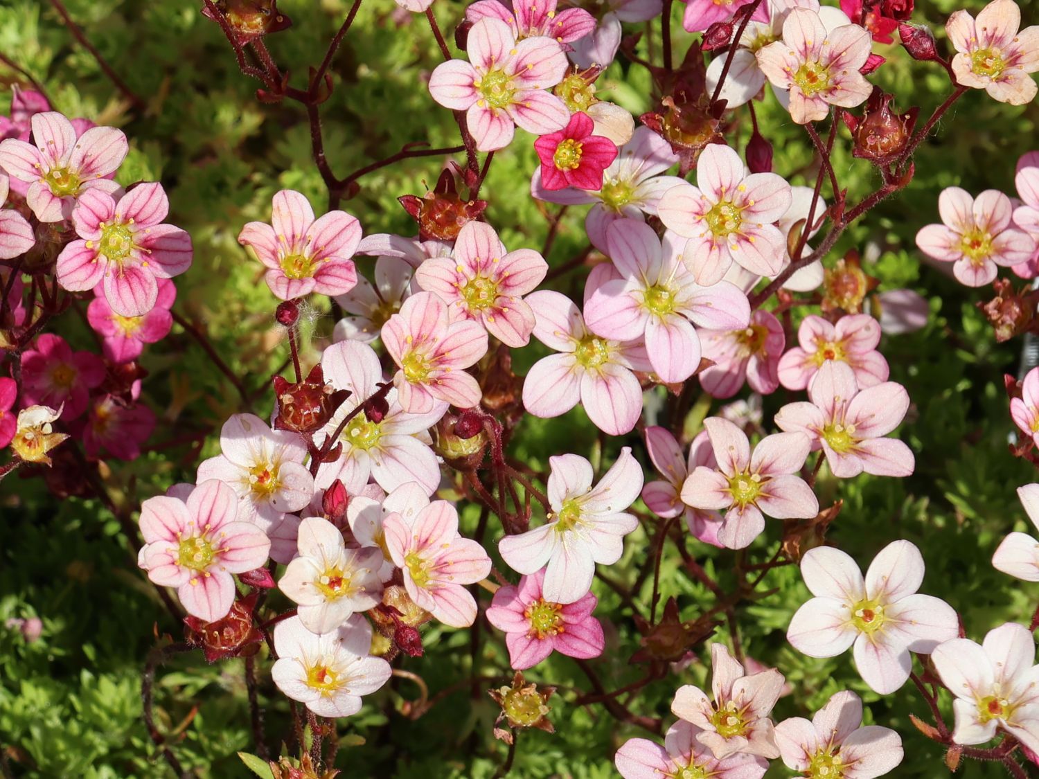 Moos-Steinbrech 'Carpet Pink'