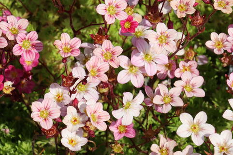 Moos-Steinbrech 'Carpet Pink' - Saxifraga x arendsii 'Carpet Pink'