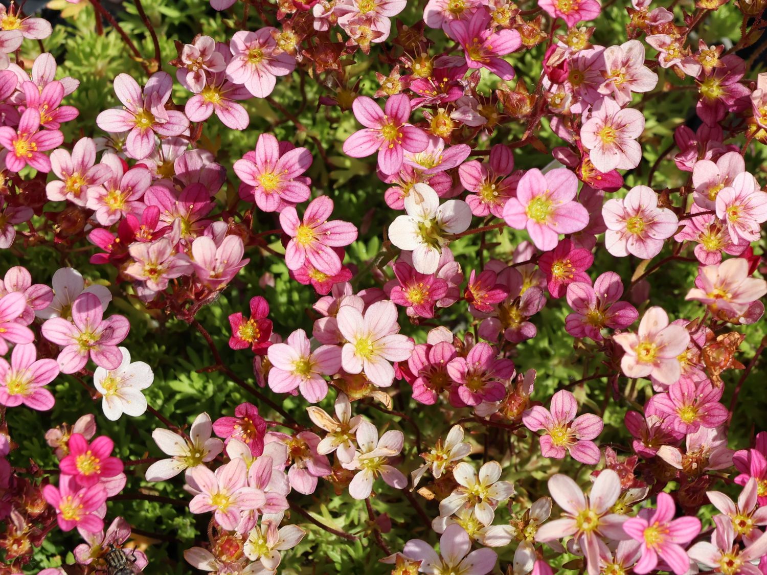Moos-Steinbrech 'Carpet Pink' - Saxifraga x arendsii 'Carpet Pink'