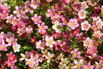 Moos-Steinbrech 'Carpet Pink' - Saxifraga x arendsii 'Carpet Pink'