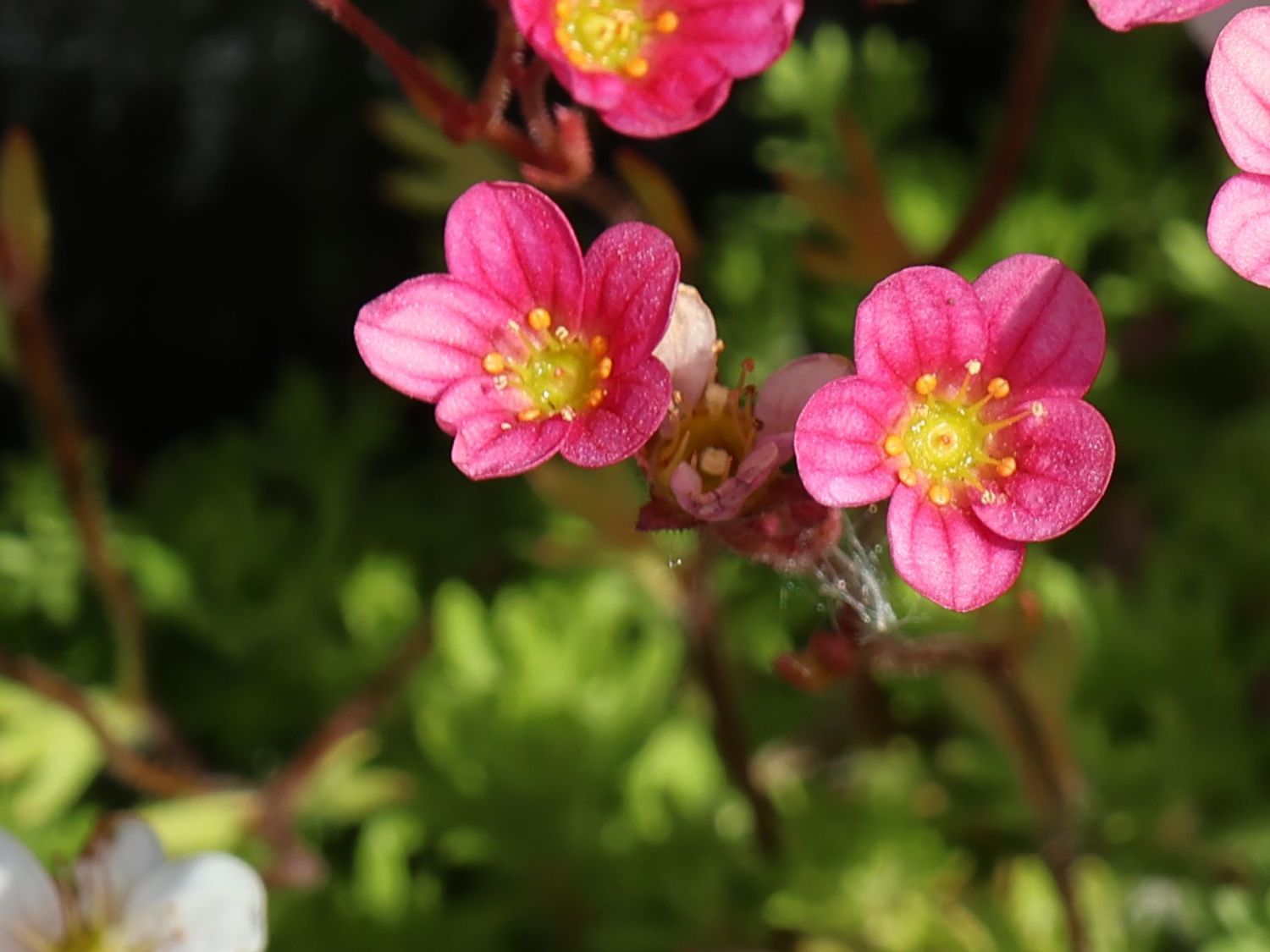 Moos-Steinbrech 'Carpet Pink' - Saxifraga x arendsii 'Carpet Pink'