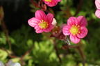Moos-Steinbrech 'Carpet Pink' - Saxifraga x arendsii 'Carpet Pink'