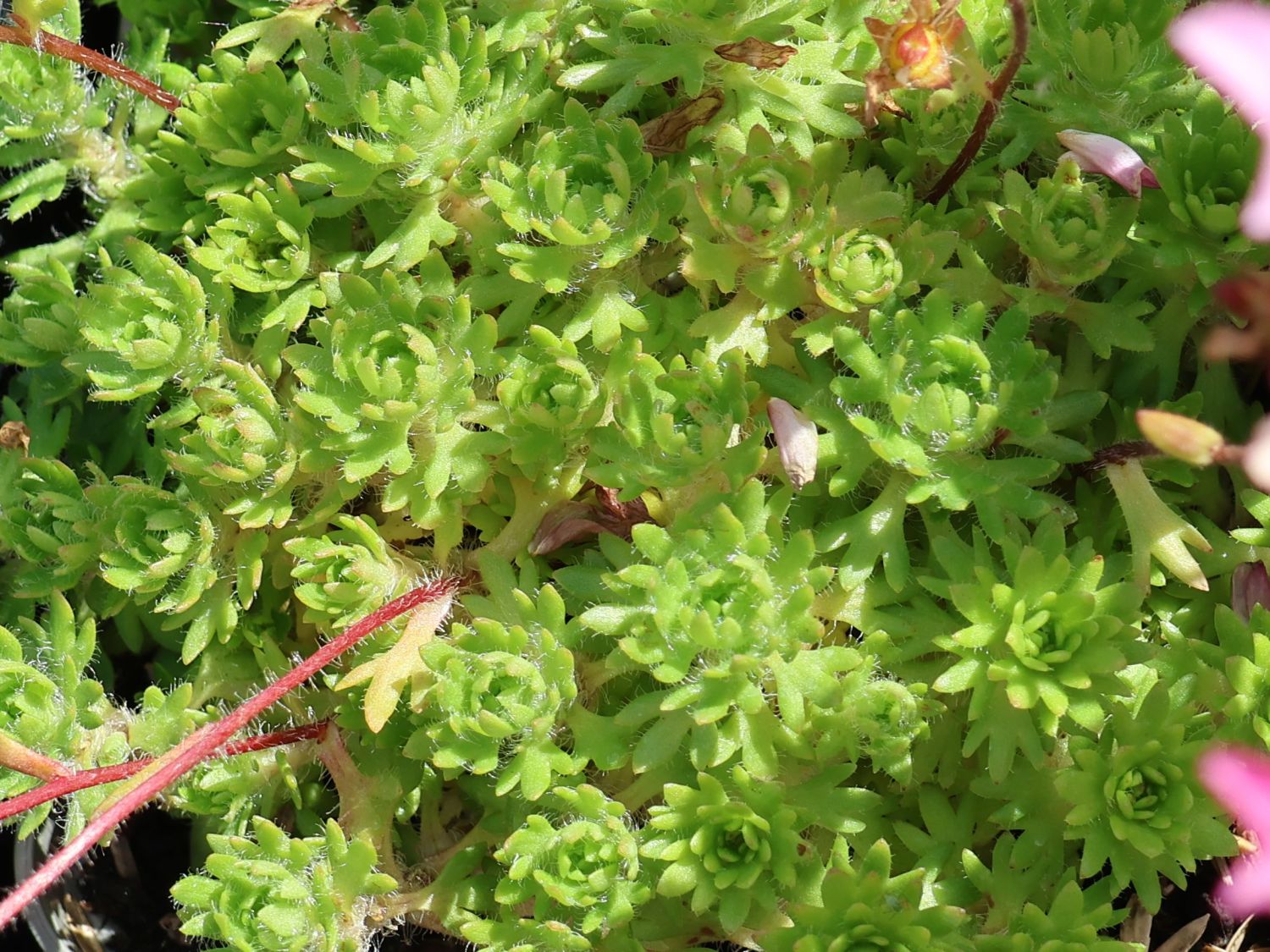 Moos-Steinbrech 'Carpet Pink' - Saxifraga x arendsii 'Carpet Pink'