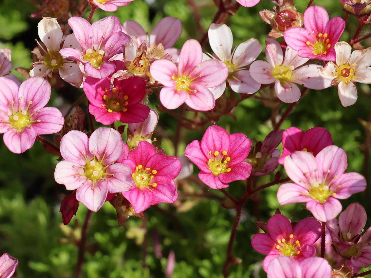 Moos-Steinbrech 'Carpet Pink' - Saxifraga x arendsii 'Carpet Pink'