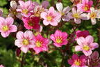 Moos-Steinbrech 'Carpet Pink' - Saxifraga x arendsii 'Carpet Pink'