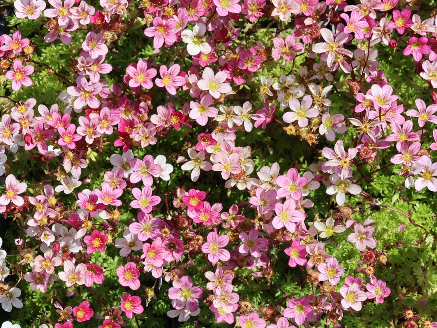 Moos-Steinbrech 'Carpet Pink' - Saxifraga x arendsii 'Carpet Pink'