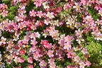 Moos-Steinbrech 'Carpet Pink' - Saxifraga x arendsii 'Carpet Pink'