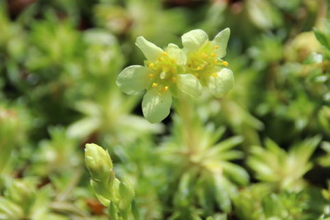 Moos-Steinbrech 'Gregor Mendel' - Saxifraga x apiculata 'Gregor Mendel'