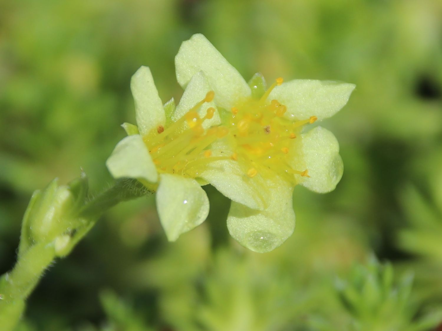 Moos-Steinbrech 'Gregor Mendel' - Saxifraga x apiculata 'Gregor Mendel'