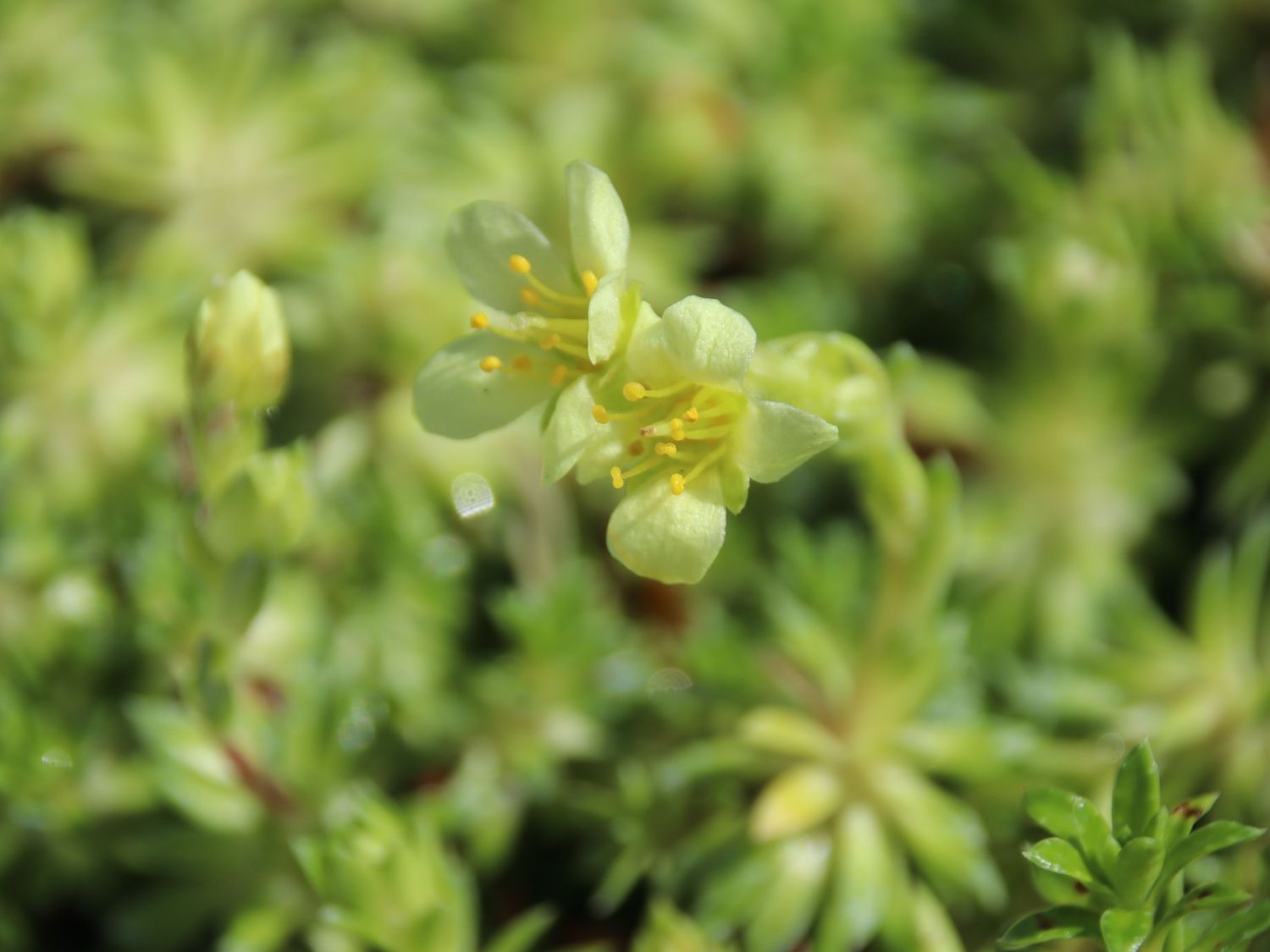 Moos-Steinbrech 'Gregor Mendel' - Saxifraga x apiculata 'Gregor Mendel'