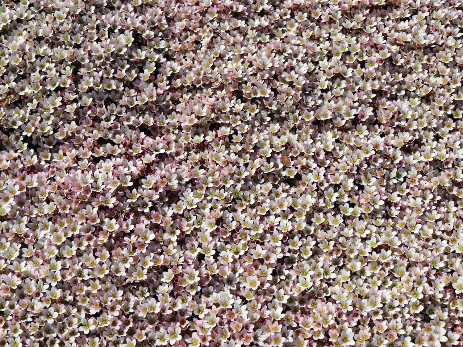 Moos-Steinbrech 'Pixi Pan Appleblossom' - Saxifraga x arendsii 'Pixi Pan Appleblossom'