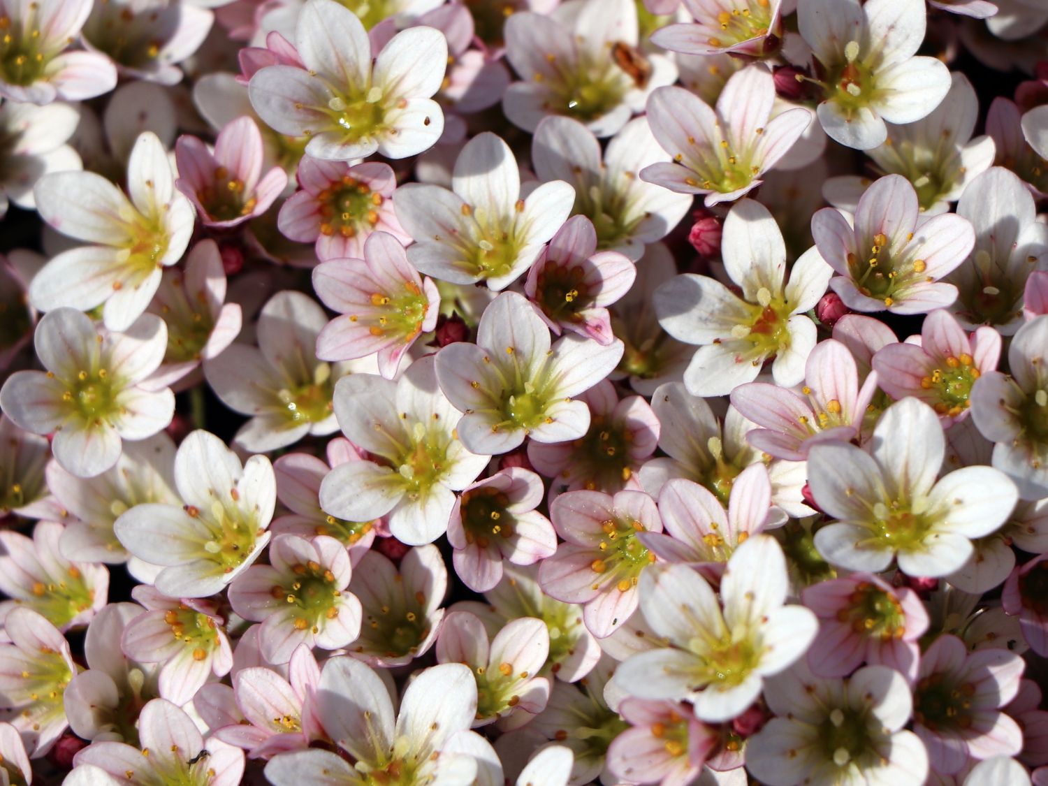 Moos-Steinbrech 'Pixi Pan Appleblossom' - Saxifraga x arendsii 'Pixi Pan Appleblossom'
