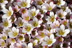 Moos-Steinbrech 'Pixi Pan Appleblossom' - Saxifraga x arendsii 'Pixi Pan Appleblossom'