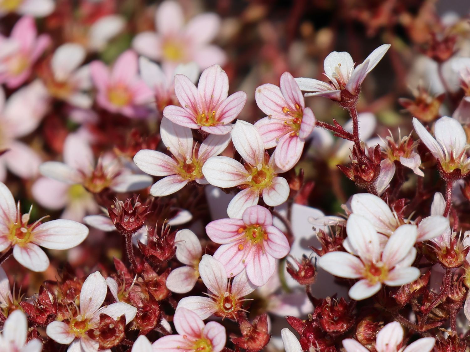 Moos-Steinbrech 'Pixi Pan Appleblossom' - Saxifraga x arendsii 'Pixi Pan Appleblossom'