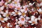 Moos-Steinbrech 'Pixi Pan Appleblossom' - Saxifraga x arendsii 'Pixi Pan Appleblossom'