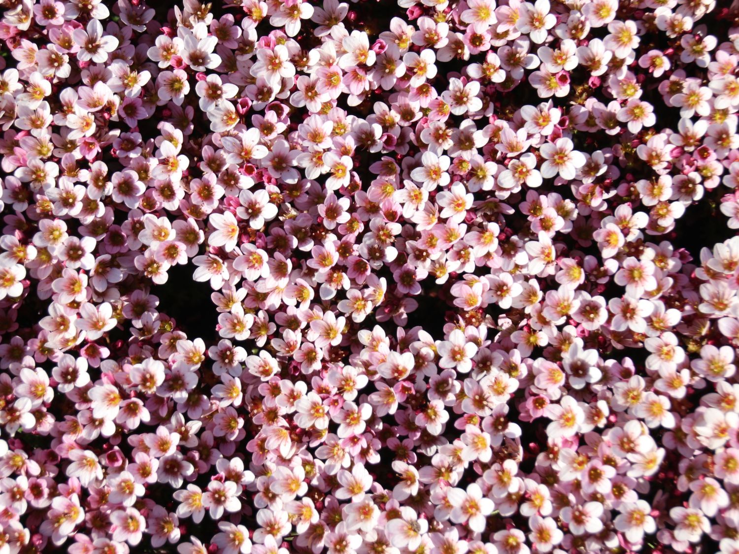 Moos-Steinbrech 'Pixi Pan Appleblossom' - Saxifraga x arendsii 'Pixi Pan Appleblossom'