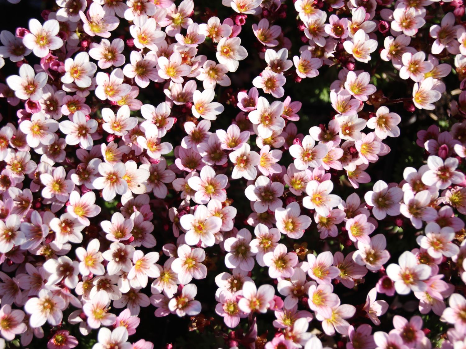 Moos-Steinbrech 'Pixi Pan Appleblossom' - Saxifraga x arendsii 'Pixi Pan Appleblossom'
