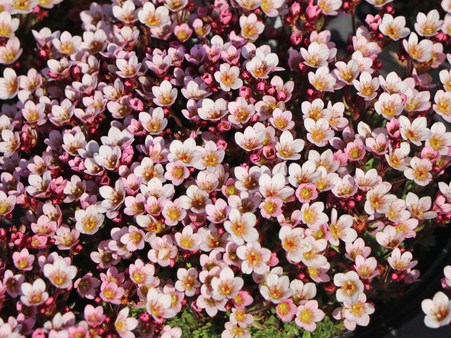 Moos-Steinbrech 'Pixi Pan Appleblossom' - Saxifraga x arendsii 'Pixi Pan Appleblossom'