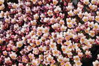 Moos-Steinbrech 'Pixi Pan Appleblossom' - Saxifraga x arendsii 'Pixi Pan Appleblossom'