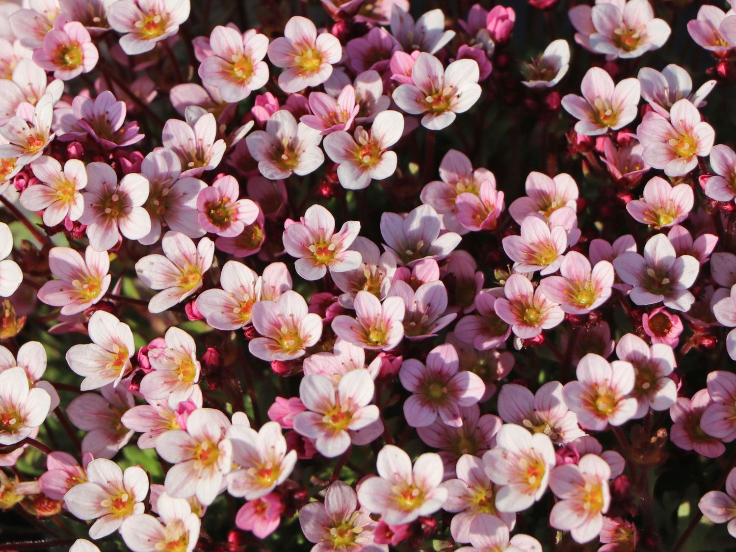 Moos-Steinbrech 'Pixi Pan Appleblossom' - Saxifraga x arendsii 'Pixi Pan Appleblossom'