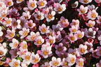 Moos-Steinbrech 'Pixi Pan Appleblossom' - Saxifraga x arendsii 'Pixi Pan Appleblossom'