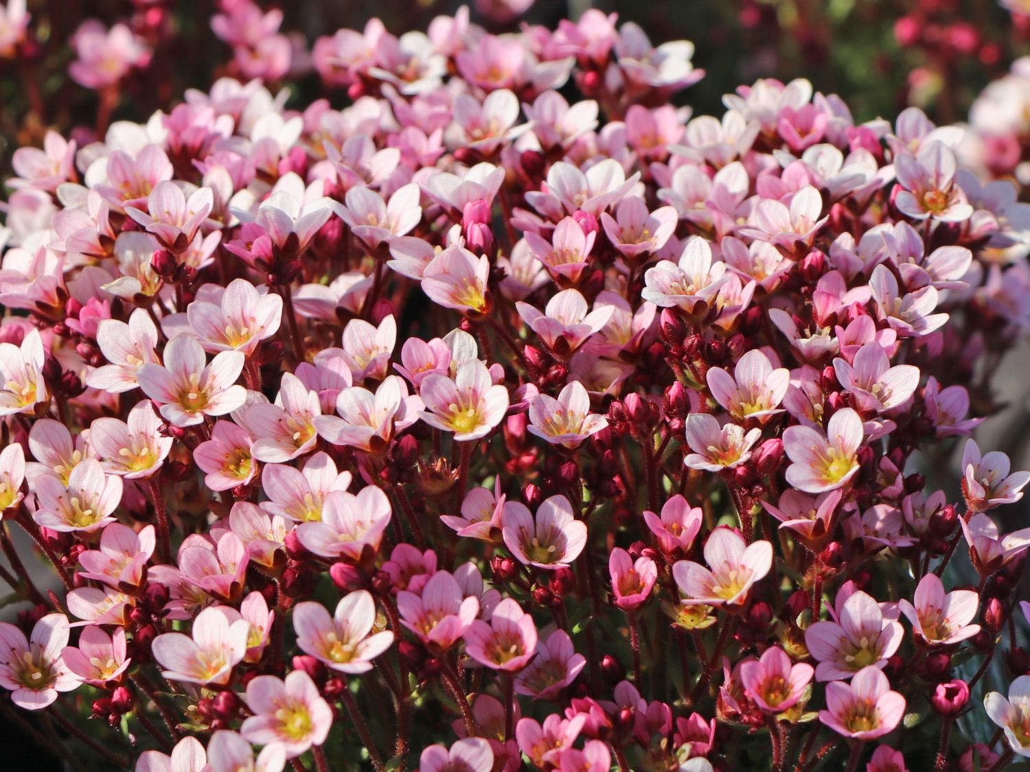 Moos-Steinbrech 'Pixi Pan Appleblossom' - Saxifraga x arendsii 'Pixi Pan Appleblossom'