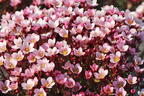 Moos-Steinbrech 'Pixi Pan Appleblossom' - Saxifraga x arendsii 'Pixi Pan Appleblossom'