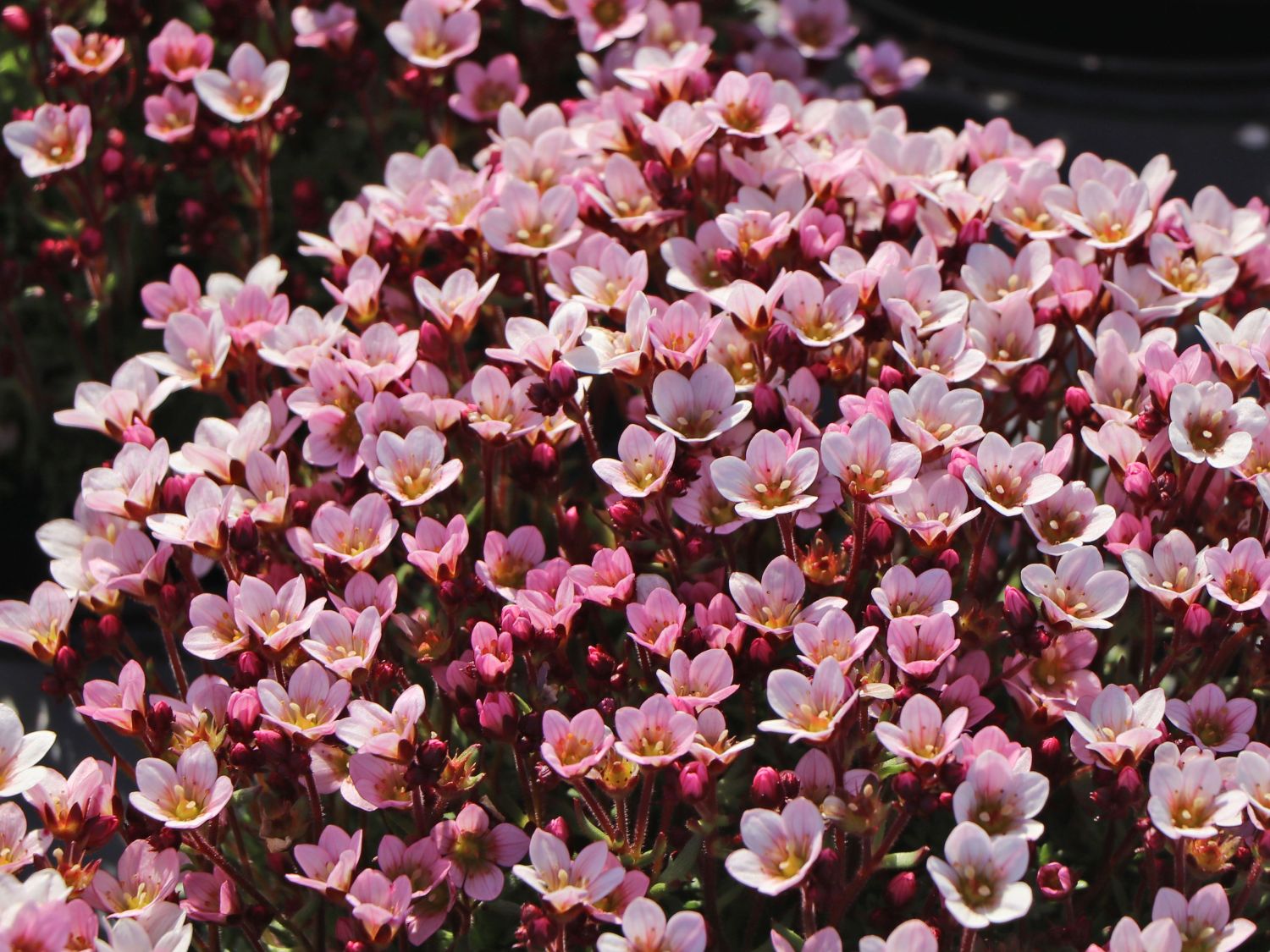 Moos-Steinbrech 'Pixi Pan Appleblossom' - Saxifraga x arendsii 'Pixi Pan Appleblossom'