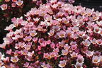 Moos-Steinbrech 'Pixi Pan Appleblossom' - Saxifraga x arendsii 'Pixi Pan Appleblossom'