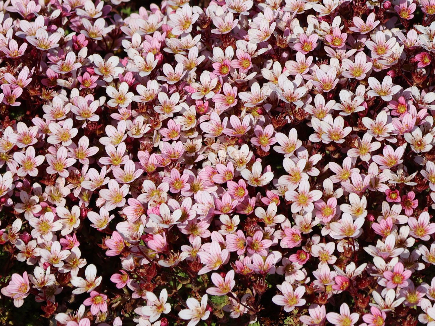 Moos-Steinbrech 'Pixi Pan Appleblossom' - Saxifraga x arendsii 'Pixi Pan Appleblossom'