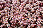 Moos-Steinbrech 'Pixi Pan Appleblossom' - Saxifraga x arendsii 'Pixi Pan Appleblossom'