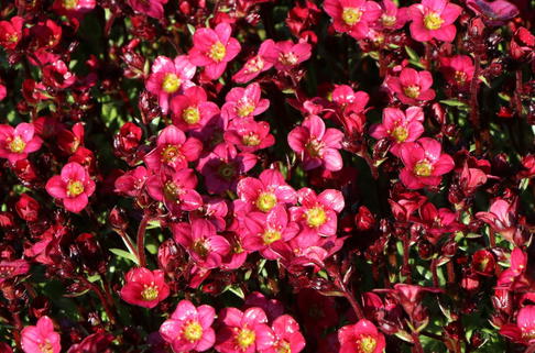 Moos-Steinbrech 'Pixi Pan Red' - Saxifraga x arendsii 'Pixi Pan Red'