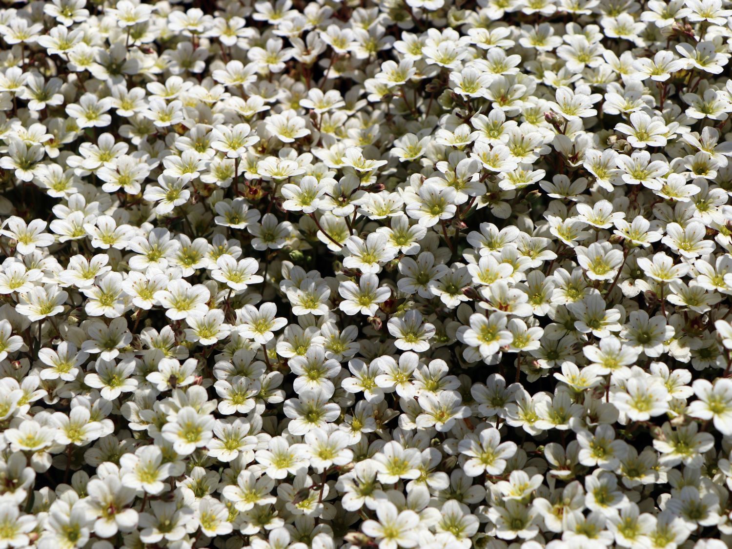 Moos-Steinbrech 'White Pixie' - Saxifraga x arendsii 'White Pixie'