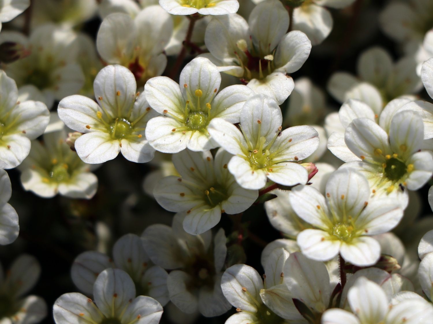 Moos-Steinbrech 'White Pixie' - Saxifraga x arendsii 'White Pixie'