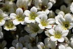 Moos-Steinbrech 'White Pixie' - Saxifraga x arendsii 'White Pixie'