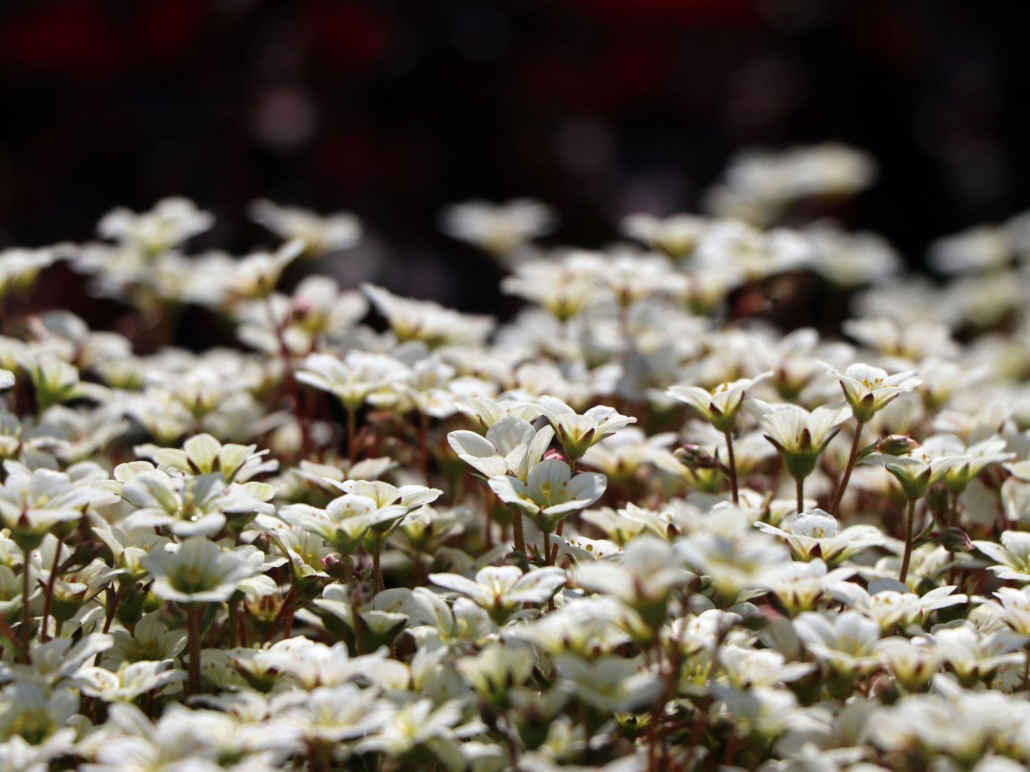 Moos-Steinbrech 'White Pixie' - Saxifraga x arendsii 'White Pixie'