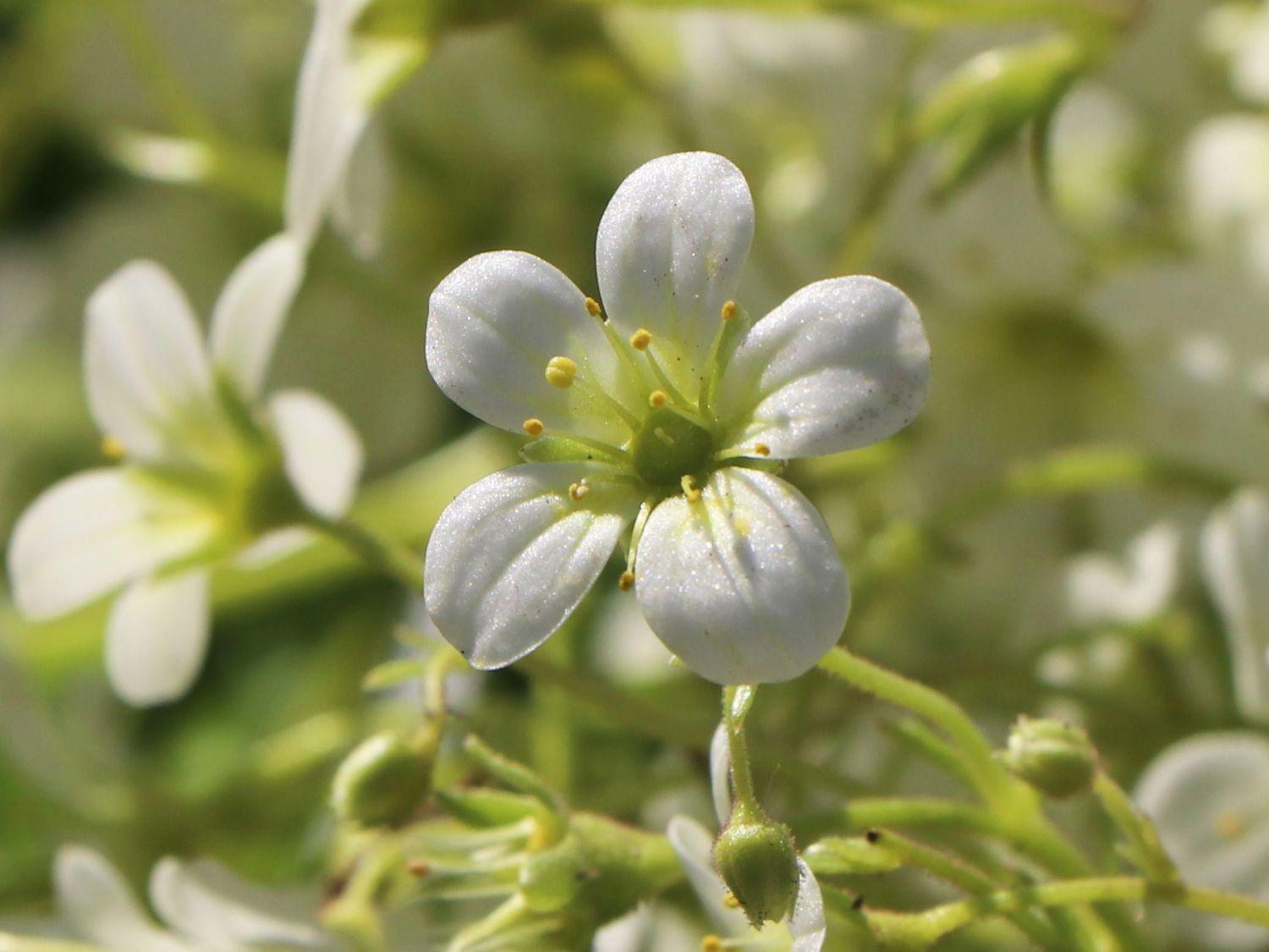 Moos-Steinbrech 'White Pixie' - Saxifraga x arendsii 'White Pixie'