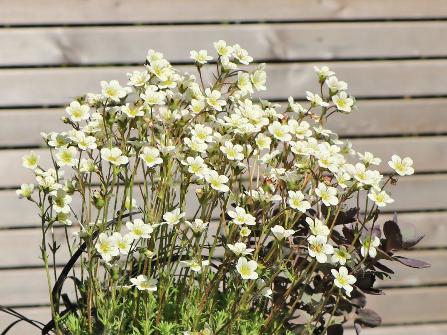 Moos-Steinbrech 'White Pixie' - Saxifraga x arendsii 'White Pixie'
