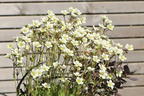 Moos-Steinbrech 'White Pixie' - Saxifraga x arendsii 'White Pixie'