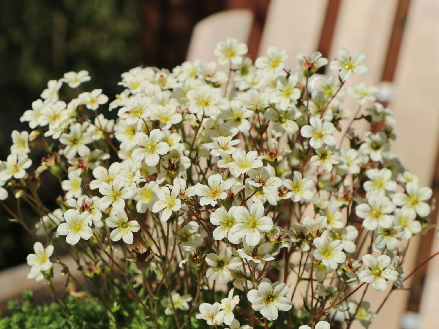Moos-Steinbrech 'White Pixie' - Saxifraga x arendsii 'White Pixie'