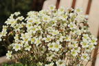 Moos-Steinbrech 'White Pixie' - Saxifraga x arendsii 'White Pixie'