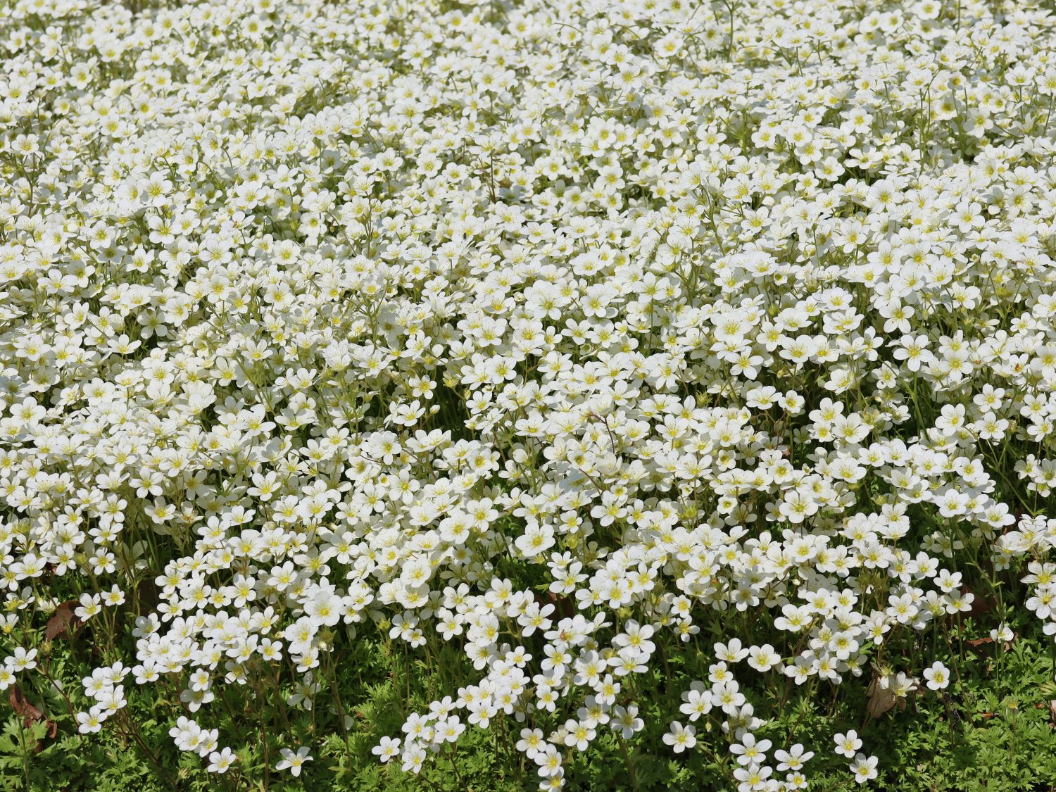 Moos-Steinbrech 'White Pixie' - Saxifraga x arendsii 'White Pixie'